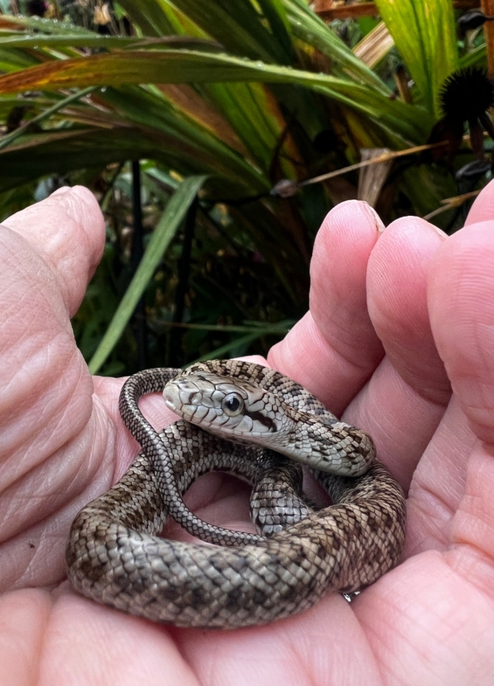 Japanese Rat Snake